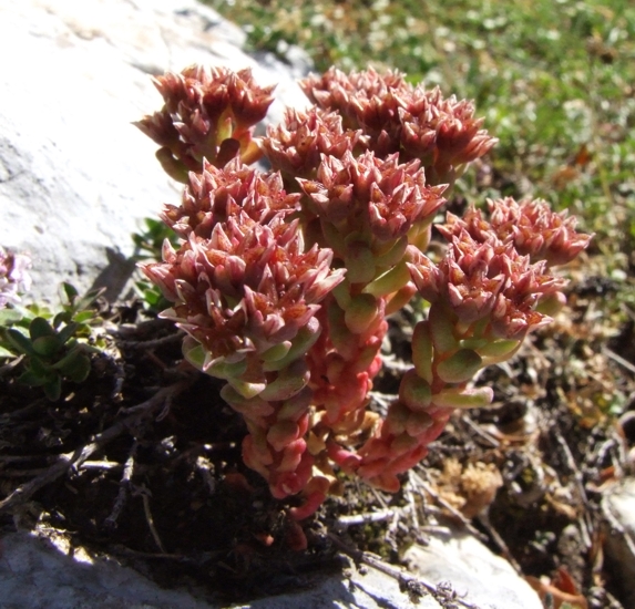 Sedum atratum